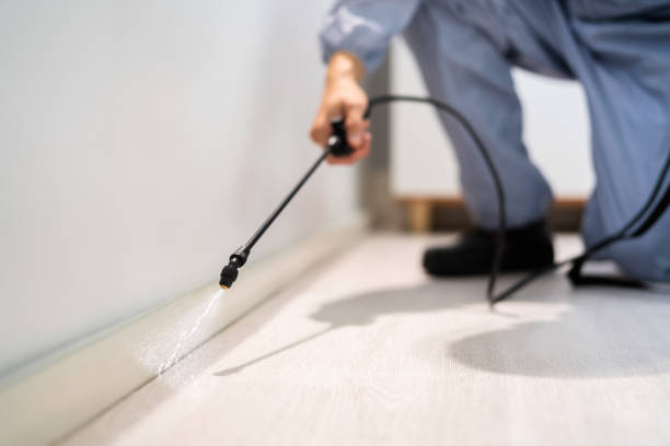Bed Bug Pre-Treatment Preparation Assessment in Seaford