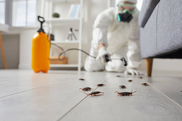 Post-Treatment Bed Bug Interceptor Monitoring in Seaford